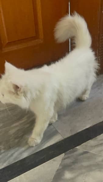 Persian cat urgent sale 03244228830 1