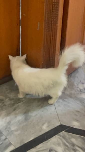 Persian cat urgent sale 03244228830 2