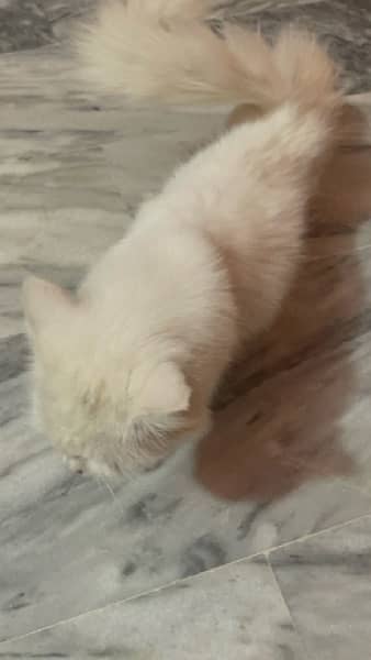 Persian cat urgent sale 03244228830 3