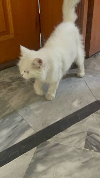 Persian cat urgent sale 03244228830 4