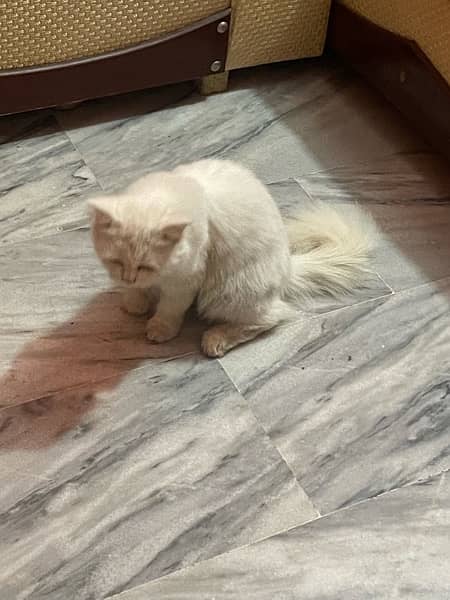 Persian cat urgent sale 03244228830 5