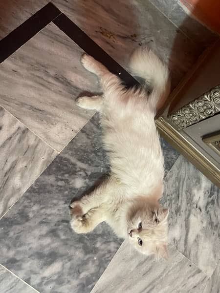 Persian cat urgent sale 03244228830 6