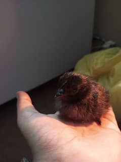 Ayam cemani gray tongue chicks for sale