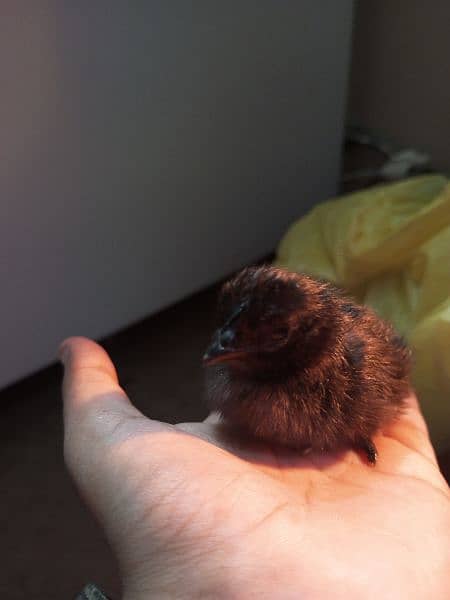 Ayam cemani gray tongue chicks for sale 0