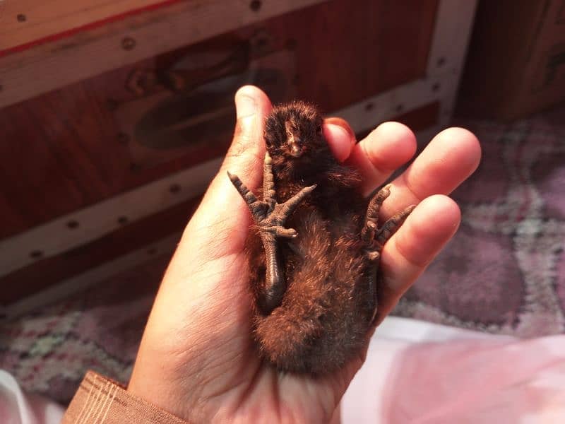 Ayam cemani gray tongue chicks for sale 1