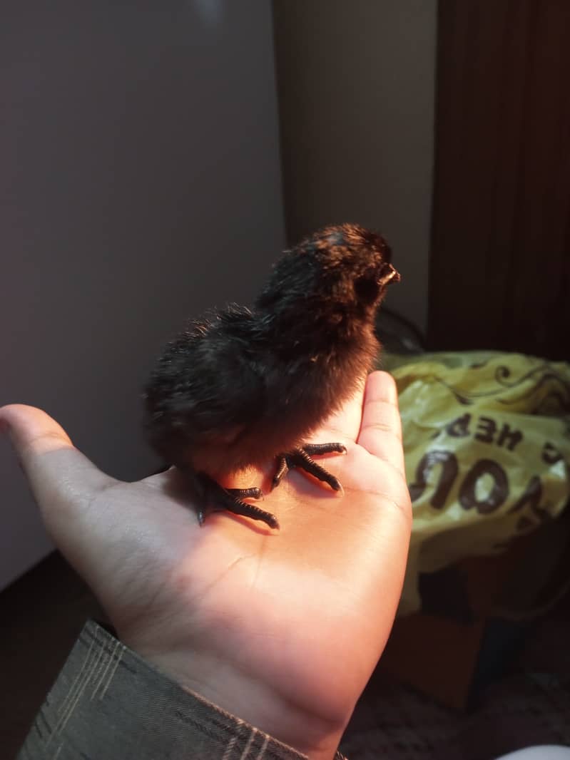 Ayam cemani gray tongue chicks for sale 2