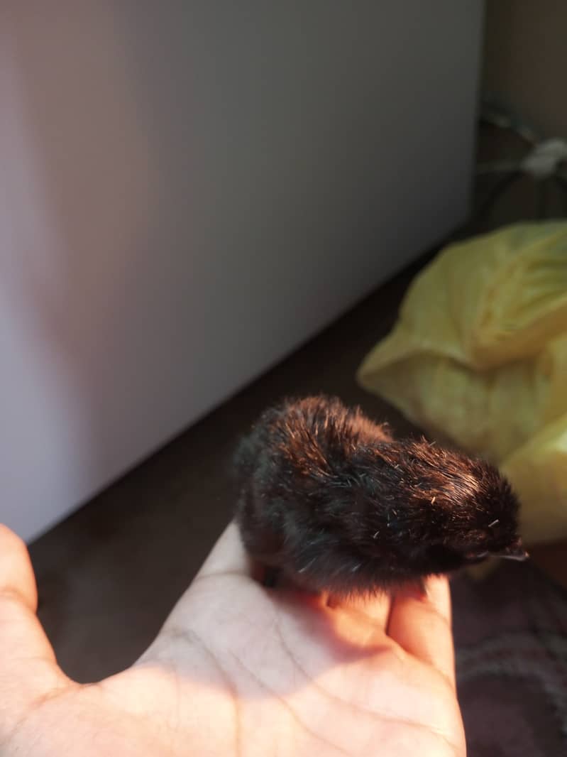 Ayam cemani gray tongue chicks for sale 4