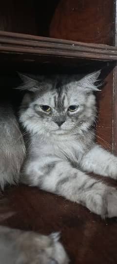 Imported Persian cat