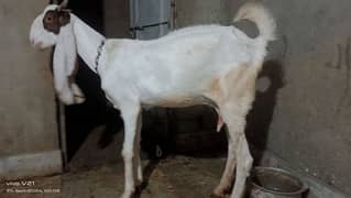 Gulabi bakri or gulabi bacha For Sale Age 1.5 month 60000 0