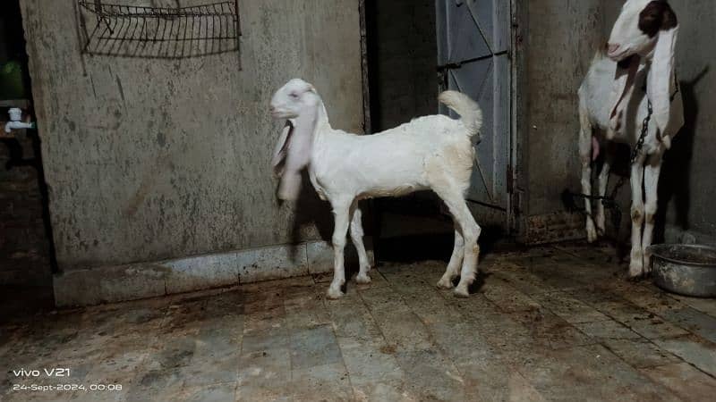 Gulabi bakri or gulabi bacha For Sale Age 1.5 month 60000 3