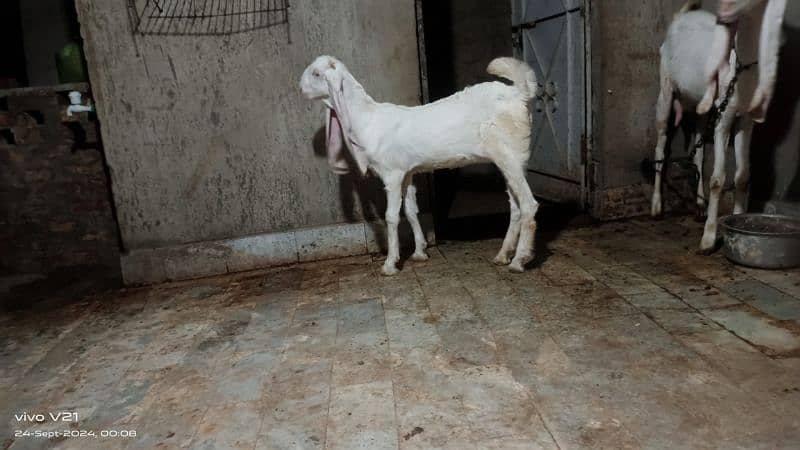 Gulabi bakri or gulabi bacha For Sale Age 1.5 month 60000 4