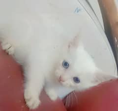 cute kitten