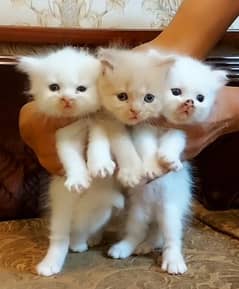 Beautiful Persian Kittens