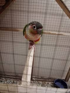 pineapple conure