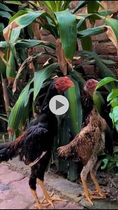 shamo pathy pair chicks