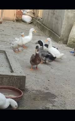 Duck for sale gar ki Pali hoi h