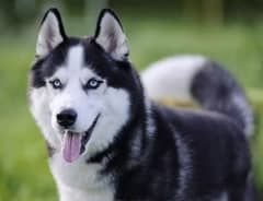 husky male