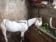 doodh wali bakri 03102644321 0