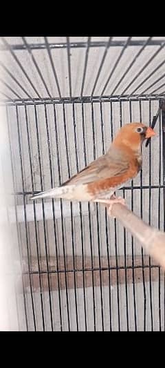 Mutation Finches Bfbb/Ob × Obbb dutch line