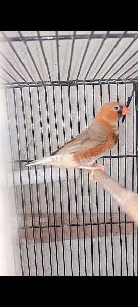 Mutation Finches Bfbb/Ob × Obbb dutch line 0