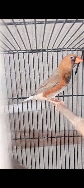 Mutation Finches Bfbb/Ob × Obbb dutch line 1