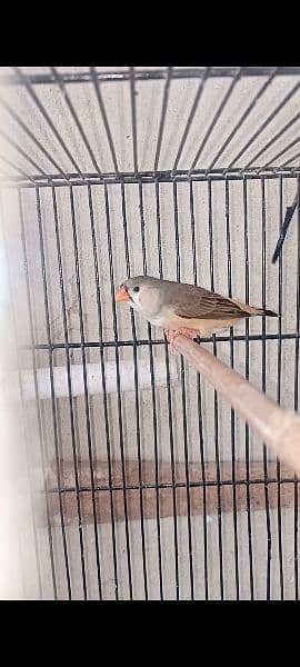 Mutation Finches Bfbb/Ob × Obbb dutch line 2