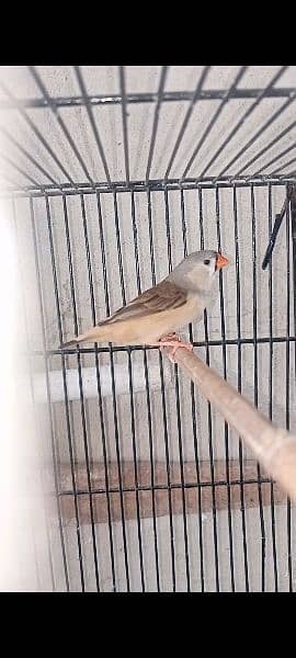 Mutation Finches Bfbb/Ob × Obbb dutch line 3