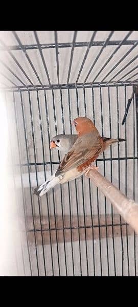 Mutation Finches Bfbb/Ob × Obbb dutch line 4