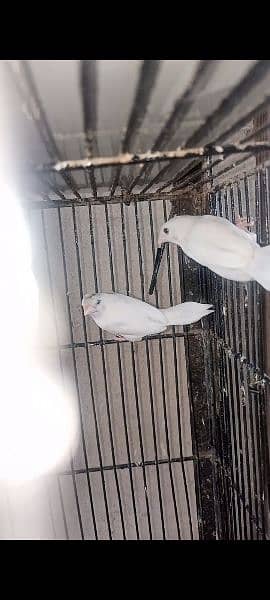 Mutation Finches Bfbb/Ob × Obbb dutch line 5