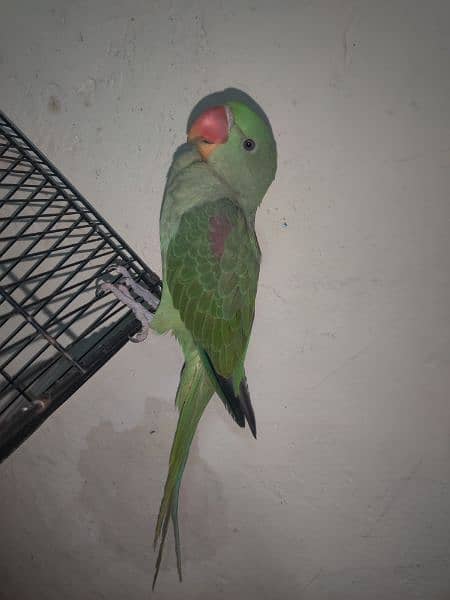 Baby parrot 1