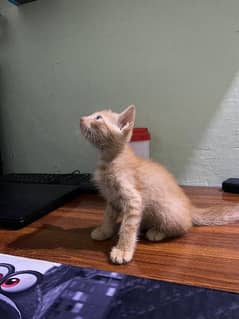 Persian Brown Kitten 0