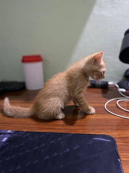 Persian Brown Kitten 1