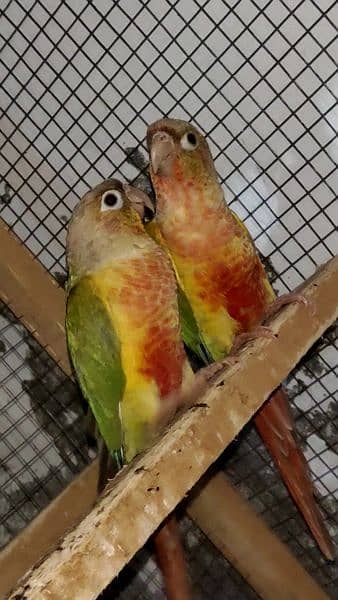 Exbition pair love brids pair pineapple conour 5