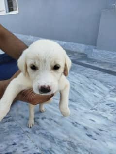 Labrador Retriever White