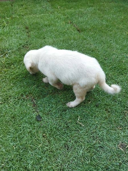 Labrador Retriever White 1