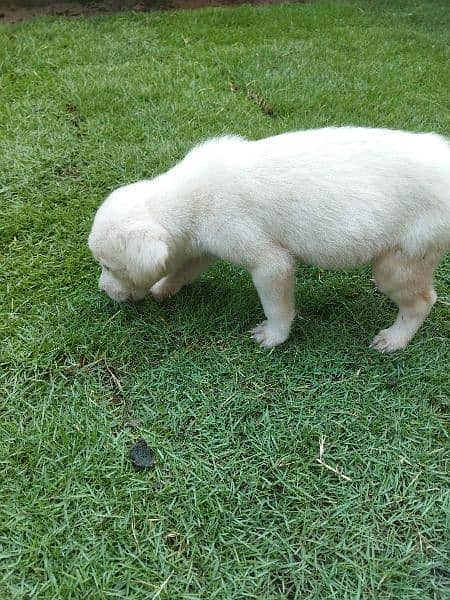 Labrador Retriever White 2