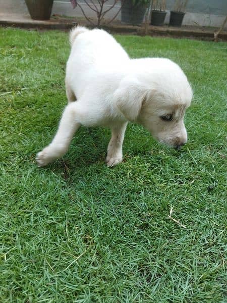 Labrador Retriever White 3