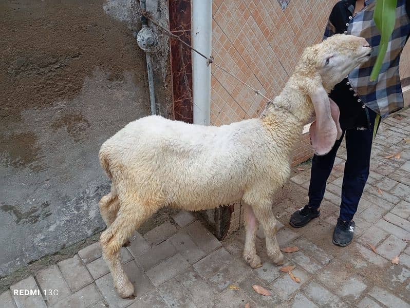 Sargodha Ka khajla hai Ghar Ka pala hua urgente sale 0