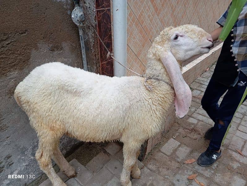 Sargodha Ka khajla hai Ghar Ka pala hua urgente sale 2