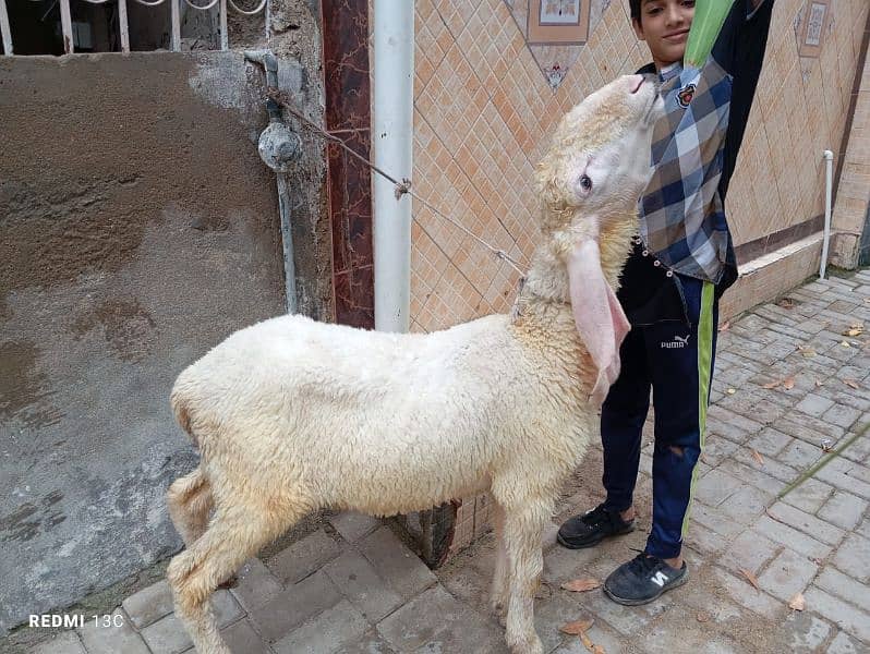 Sargodha Ka khajla hai Ghar Ka pala hua urgente sale 3