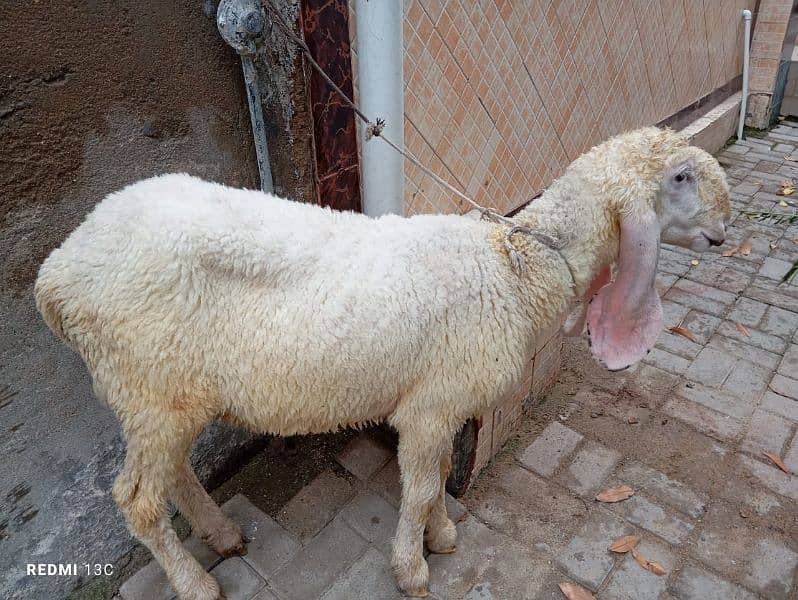 Sargodha Ka khajla hai Ghar Ka pala hua urgente sale 4