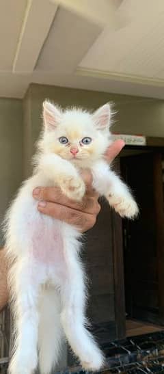 Persian triple coat kittens 03334678494