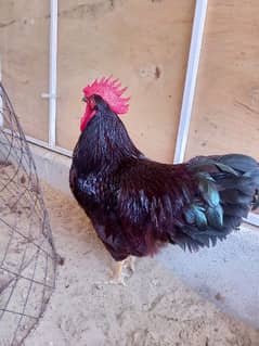 rir n Australorp heritage 03150226967