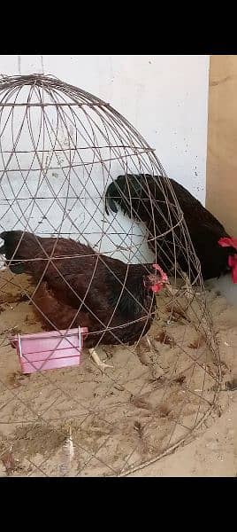 rir heritage n black Australorp heritage n doldan buff chick n egg for 1