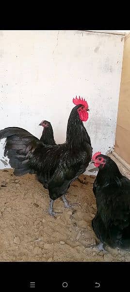 rir heritage n black Australorp heritage n doldan buff chick n egg for 2