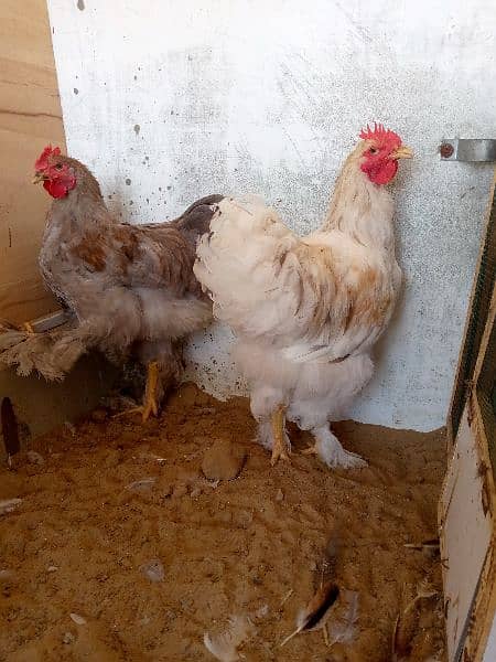 rir heritage n black Australorp heritage n doldan buff chick n egg for 4