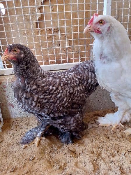 rir heritage n black Australorp heritage n doldan buff chick n egg for 5