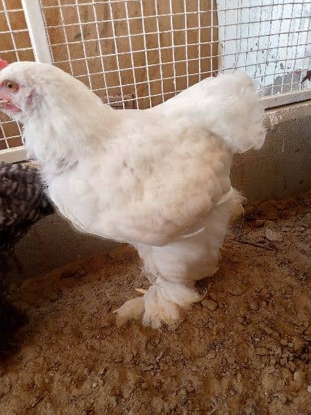 rir heritage n black Australorp heritage n doldan buff chick n egg for 6