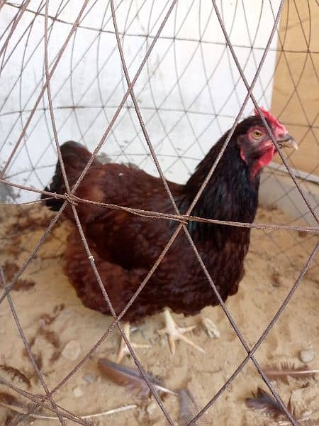 rir heritage n black Australorp heritage n doldan buff chick n egg for 7