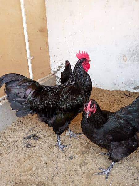 rir heritage n black Australorp heritage n doldan buff chick n egg for 8